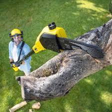 Best Tree Removal Service  in Bayou Cane, LA