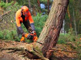 Best Emergency Tree Removal  in Bayou Cane, LA