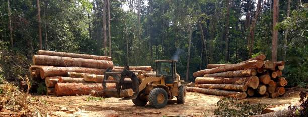 How Our Tree Care Process Works  in  Bayou Cane, LA