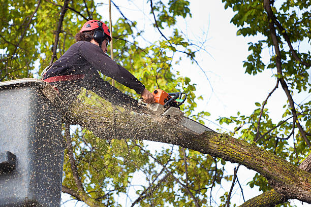 Reliable Bayou Cane, LA Tree Services Solutions